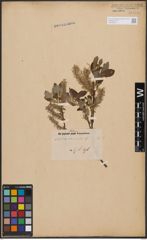 Foto von Salix cinerea L.